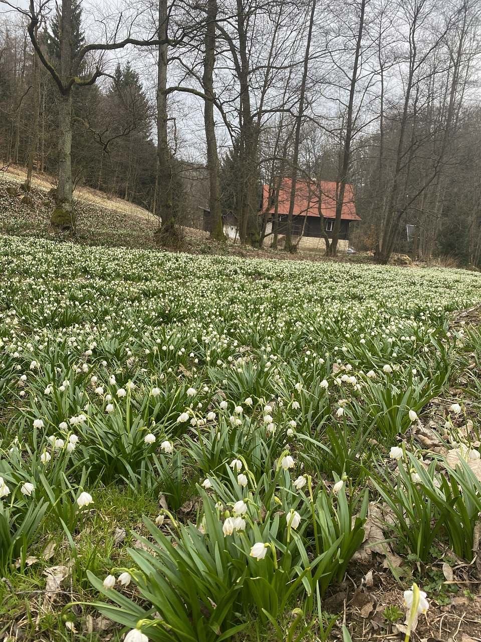 Dědova chata v letním období - foto 1